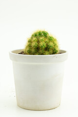 Echinopsis calochlora cactus. Group of green succulents cactus (Echinopsis calochlora) with round shapes in ceramic flowerpot isolated on white background.