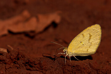 Yellow butterfly on brown ground