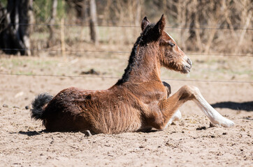 horse. horses nature. horses. horses in the field. horses.
dog