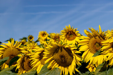 Sunflower field with flowers and bees