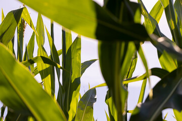 Green corn in a field in the sunny summer season