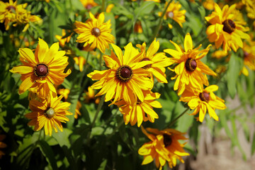 Obraz premium field of flowers