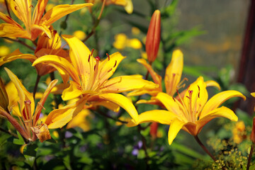 yellow lilies in the garden