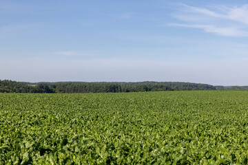 Green tops of sugar beet in the field