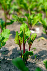 Growing beets in an agricultural field
