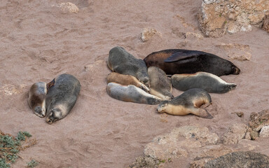 Obraz premium Australian Sea Lions (Neophoca cinerea) at Point Labatt Conservation Park, Sceale Bay, South Australia - hunted almost to extinction for their oil, the Australian Sea Lion is classified as Rare 