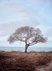Fototapeta na wymiar Dry tree on the beach