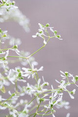 白い繊細な小さな花がかわいいユーフォルビア。目立たないが名脇役として主役の花を引き立たせる