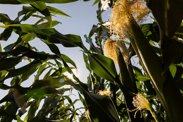 Green corn illuminated by sunlight
