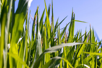 Obraz premium Green corn in a field in the sunny summer season