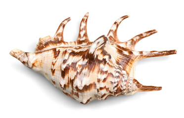 Sea shell on white background