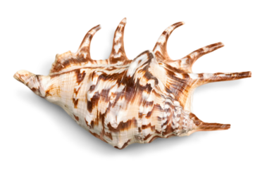 Sea shell on white background