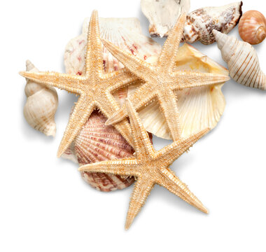 Starfishes and shells isolated on a white background