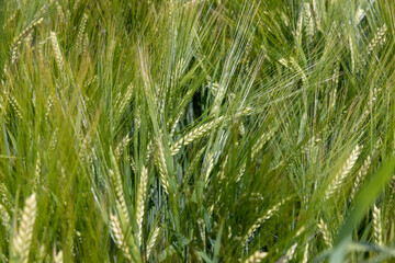 A field with green unripe cereal wheat