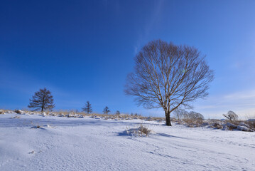 蓼科高原の冬景色