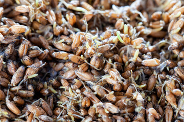 Sprouted wheat covered with mold and fungi