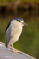 A black-crowned night heron (Nycticorax nycticorax), a bird, stands on a dock in Sarasota, Florida