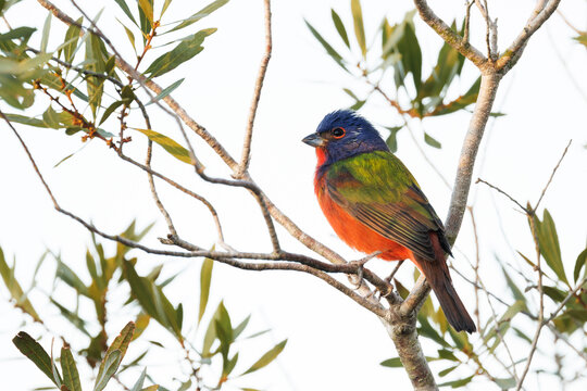 Painted bunting (Passerina ciris), a colorful songbird, in a tree in Sarasota, Florida