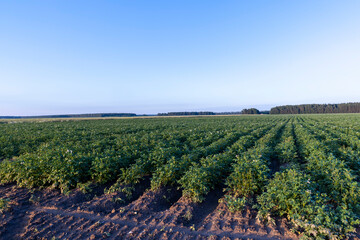 Fototapeta na wymiar Potato field with green plants