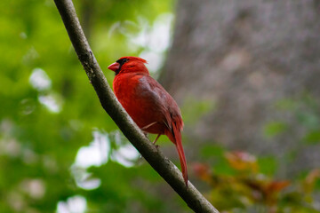 cardinal on a branch