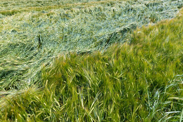 A field with green unripe cereal wheat
