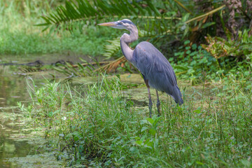 Great Blue Heron