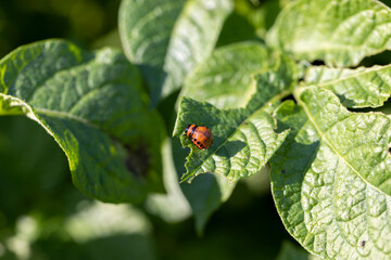 Colorado beetles, growing potatoes as a food product