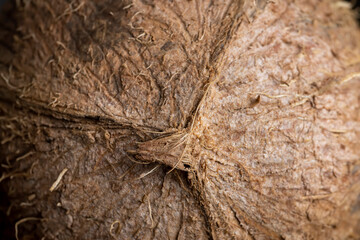 unpeeled mature coconut close up