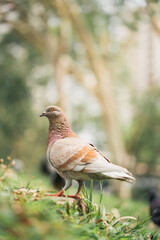 Homing pigeon on the grass enjoying the sunshine. They are also called mail pigeon or messenger pigeon.