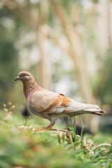 Homing pigeon on the grass enjoying the sunshine. They are also called mail pigeon or messenger pigeon.