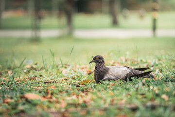 Homing pigeon on the grass enjoying the sunshine. They are also called mail pigeon or messenger pigeon.