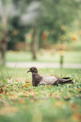 Homing pigeon on the grass enjoying the sunshine. They are also called mail pigeon or messenger pigeon.