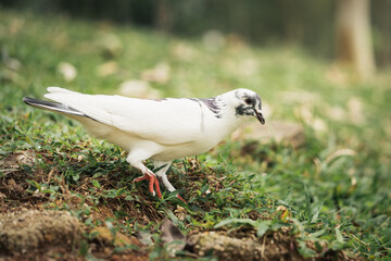 Homing pigeon on the grass enjoying the sunshine. They are also called mail pigeon or messenger pigeon.