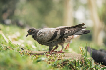 Homing pigeon on the grass enjoying the sunshine. They are also called mail pigeon or messenger pigeon.