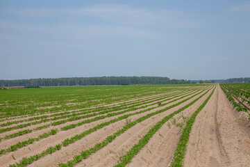 Fototapeta na wymiar An agricultural field where a large number of carrots grow