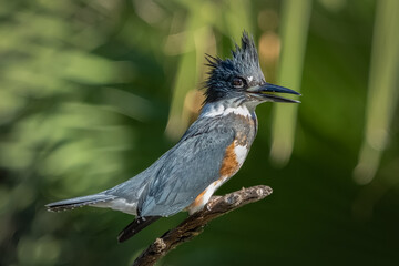 A Belted Kingfisher perched on a dead tree branch in a lake in California
