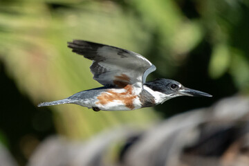 A Belted Kingfisher in flight over a lake in California