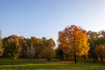 tree changes in the park in the autumn season