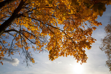 tree changes in the park in the autumn season