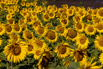 Sunflower field with flowers and bees