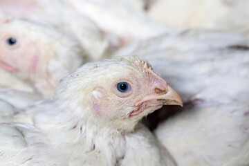 White broilers in a fully filled chicken coop