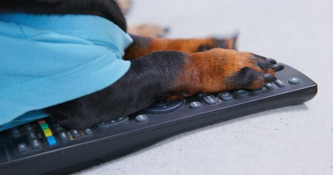 Dachshund paw plays with remote control switching channels on TV. Domestic pet enjoys playing with different devices and things at home
