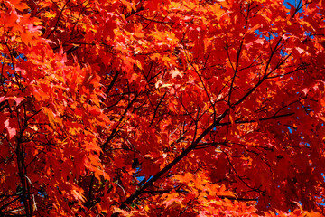 Bright red leaves on a maple tree in autumn