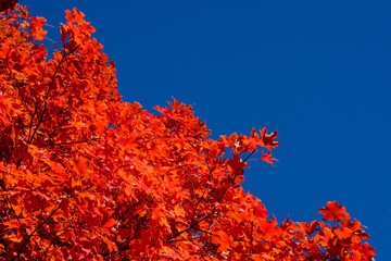 Red autumn maple leaves and a deep blue sky on a sunny day
