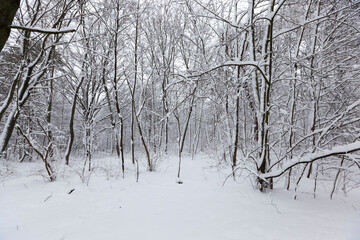 Deciduous trees in the snow in winter