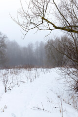 Deciduous trees in the snow in winter