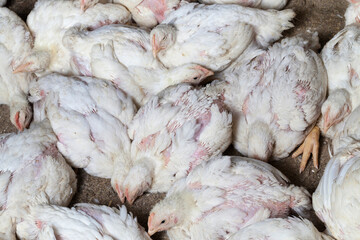 White broilers in a fully filled chicken coop