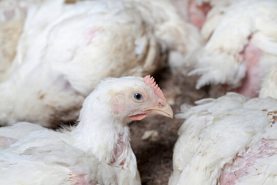 White broilers in a fully filled chicken coop