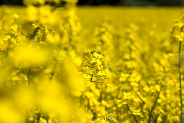 Yellow-flowering rapeseed in the summer
