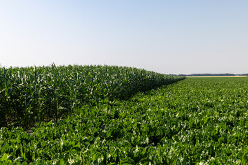 The green foliage of sweet sugar beet